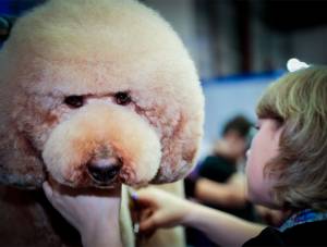 https://www.petsa.com.br/source/files/c/7811/galeria-pet-mastergroom-5_300-227-54-0.jpg