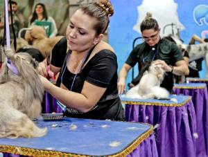 https://www.petsa.com.br/source/files/c/7813/galeria-pet-mastergroom-4_300-227-89-0.jpg