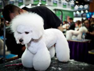 https://www.petsa.com.br/source/files/c/7816/galeria-pet-mastergroom-2_300-227-54-0.jpg